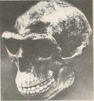 Sinanthrope, Crane (1)